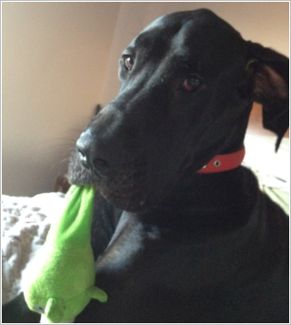 Trooper with his blanky (Jan 12)
