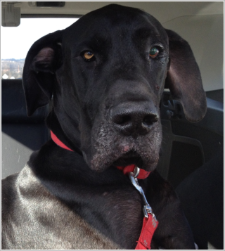 Trooper in the car after getting checkup on his cherry eye (Jan 12)