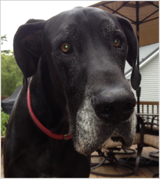 Trooper looking for squirrels (July 13)